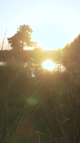 sunset over a tranquil pond