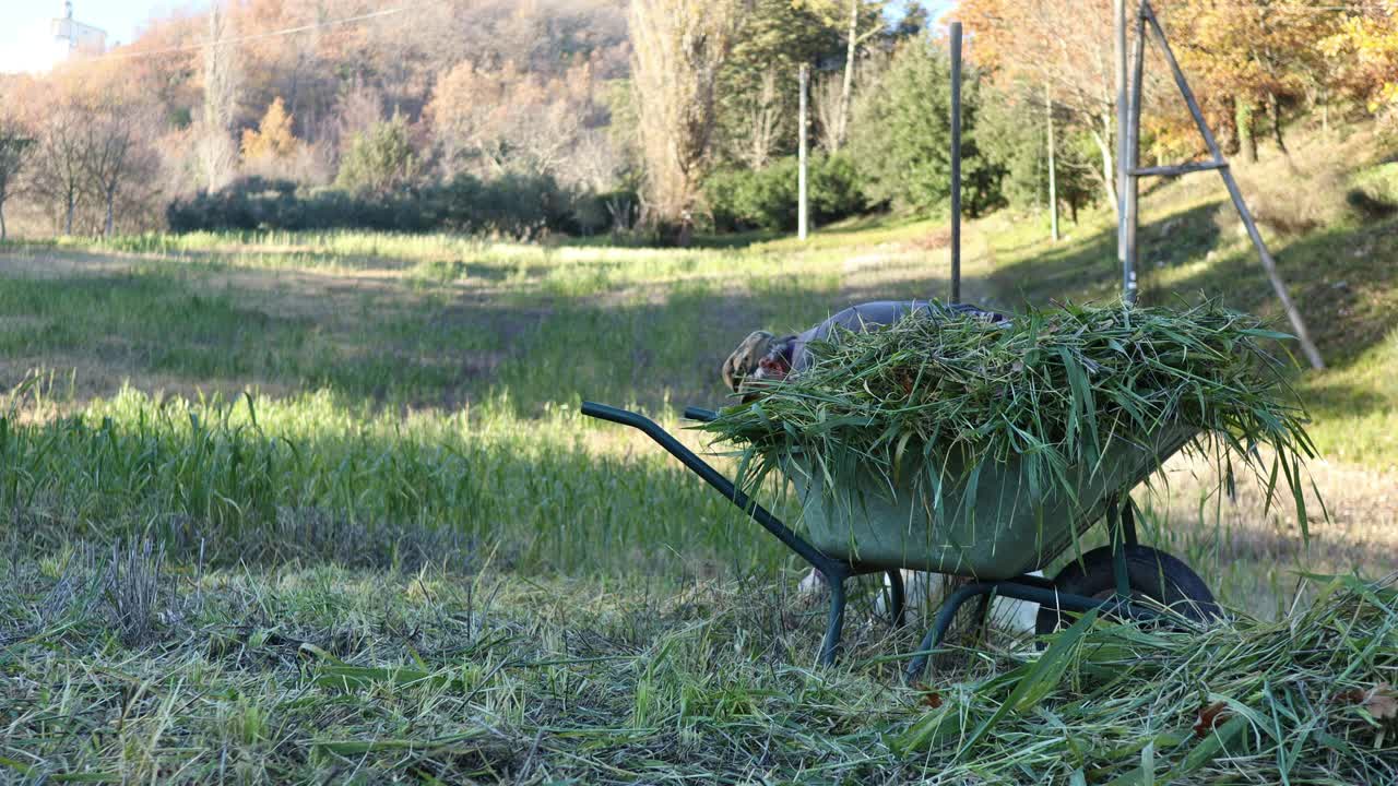 노년의 일꾼이 땅에서 풀을 집어 들고 일몰 빛을 배경으로 수레에 싣는다