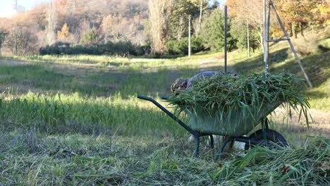 Älterer-Arbeiter-Hebt-Gras-Vom-Boden-Auf-Und-Lädt-Es-Auf-Die-Schubkarre-Mit-Sonnenuntergangslicht-Im-Hintergrund