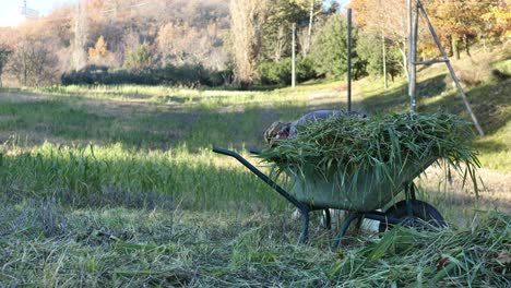 trabajador anciano recogiendo hierba del suelo y cargándola en la carretilla con la luz del atardecer en el fondo