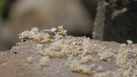 Nahaufnahme-Einer-Einzelnen-Kleinen-Felsenkrabbe,-Die-Sich-Auf-Einem-Stein-In-Der-Nähe-Des-Meeresstrandes-Ernährt