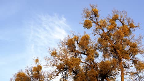 Puesta-De-Sol-En-El-Bosque-Entre-Las-Cepas-De-árboles-En-Temporada-De-Invierno