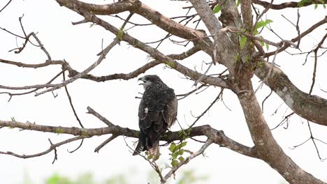 Schwarzohrmilan,-Milvus-Lineatus,-Von-Hinten-Gesehen,-Wie-Er-An-Einem-Heißen-Und-Windigen-Tag-Auf-Einem-Kahlen-Ast-Hockt