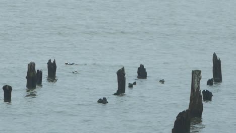 Patos-De-Cola-Larga-Se-Juntan-Nadando-En-El-Agua-Y-Buscando-Comida,-Día-Nublado,-Tiro-Distante