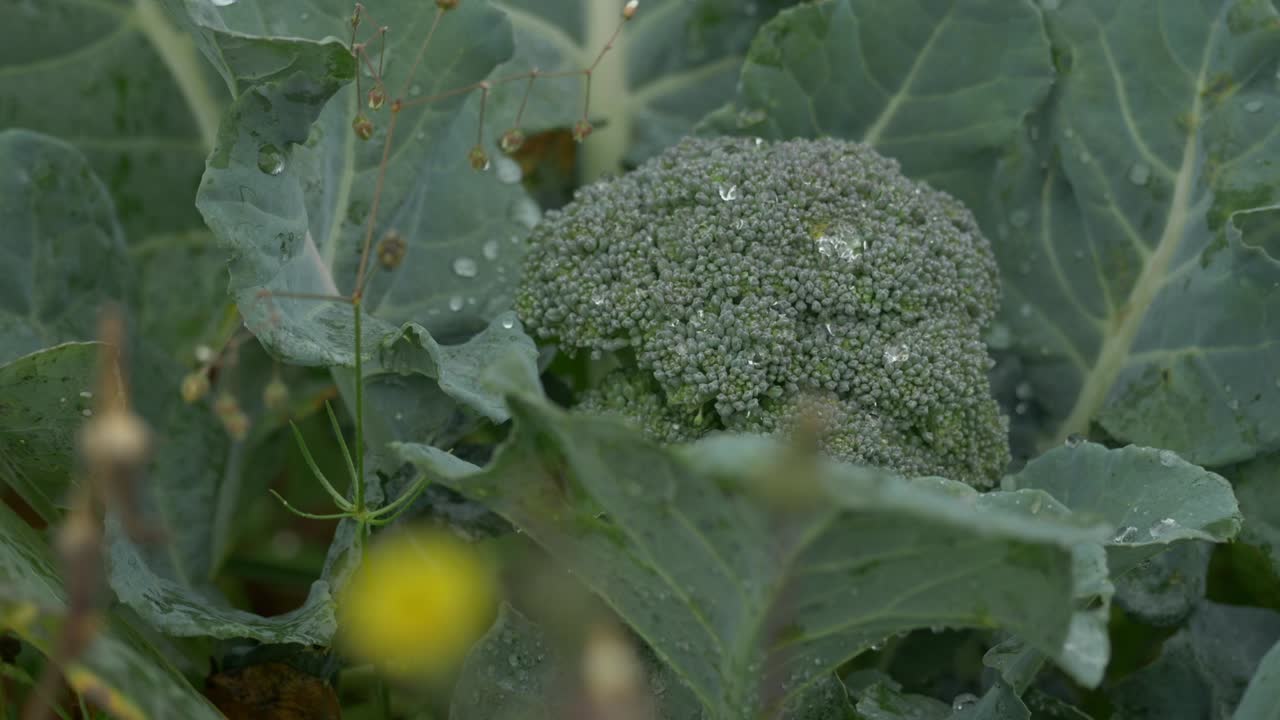 Organic grown fresh broccoli plant