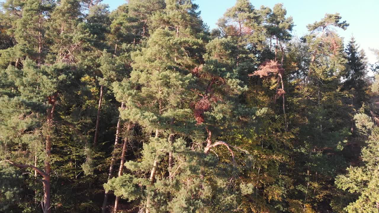 Aerial view of a forest in beautiful fall colors