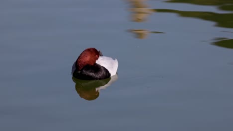un pato pacífico se desvía a través de un estanque tranquilo