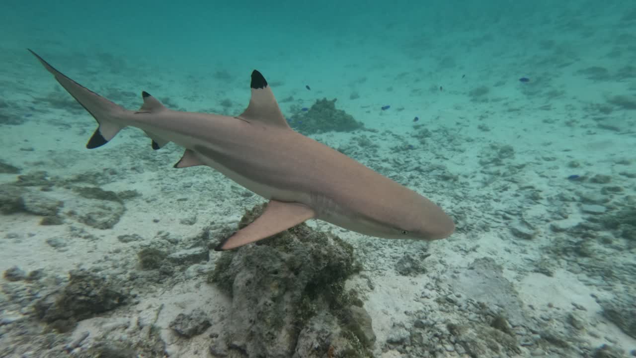 tiburón de arrecife de punta negra pasando cerca en el canal submarino