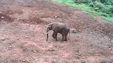 Solitaire-african-elephant-with-broken-trunk-looking-for-salt-in-the-soil,-Kenya