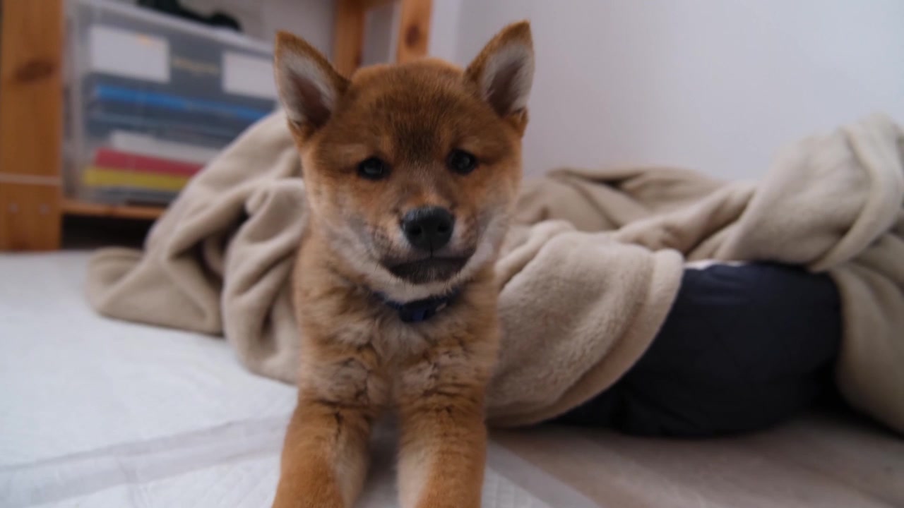 Adorable sleepy dog Shiba Inu puppy waking up from sleep in the morning and yawning then stretching and looking for his owner. Handheld close-up shot of dog getting out of his bed