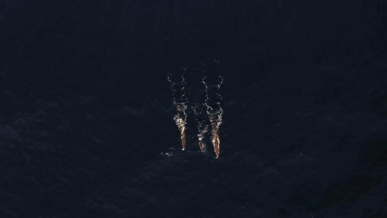 마데이라 근처의 바다 표면에서 완벽한 줄로 함께 수영하는 세 마리의 고래