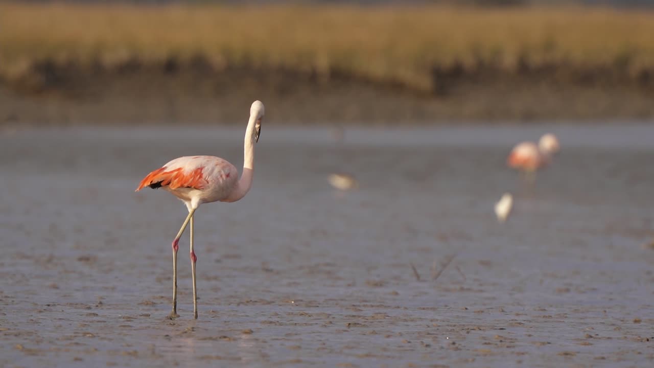 Solitary Chilean flamingo standing in mudflats; static shot, rule of thirds