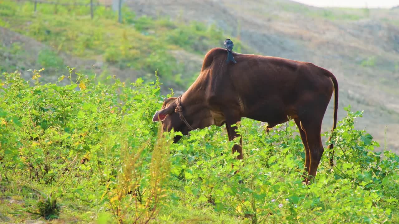 escena de la vida rural de ganado vacuno pastando hierba fresca con el pájaro drongo encaramado