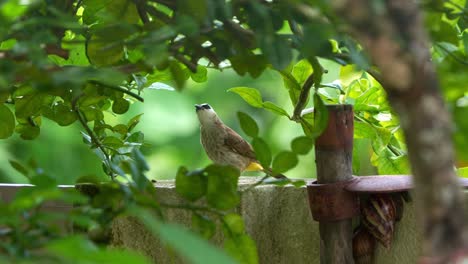 a wild yellow-vented bulbul perched on fence wall in the backyard, surrounded by green foliages, close up shot