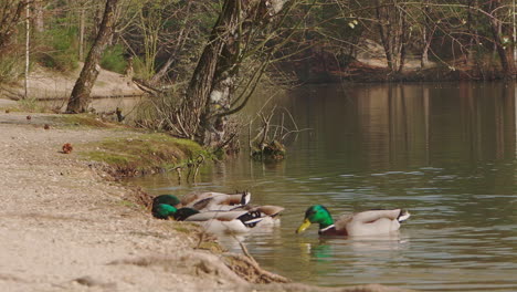 a flock of mallards feeding at the shore of a lake and eventually exiting the frame