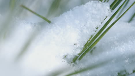 tiro macro de nieve en agujas de pino, panorámica lenta hacia abajo