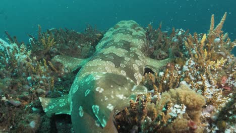 A-scuba-divers-unique-view-of-a-shark-resting-on-an-underwater-pylon-covered-in-soft-coral-sponges