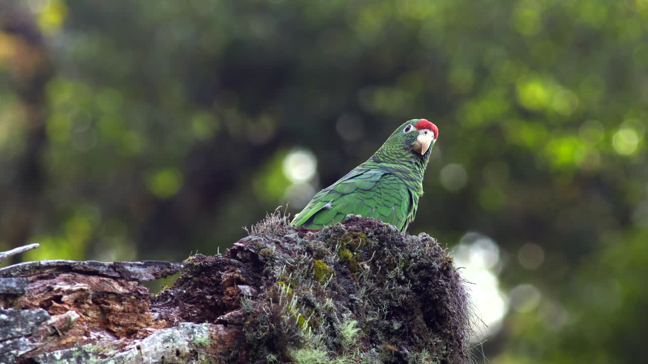 Endangered threatened Tucuman Parrot bird exotic wild in tropical rainforest jungle4