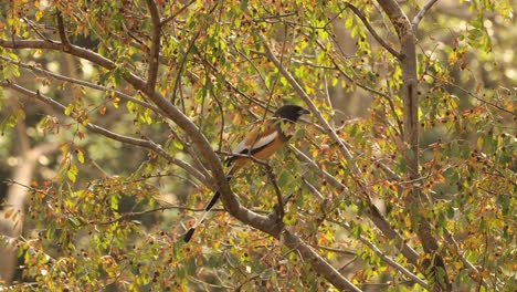 Rufous-treepie-(Dendrocitta-vagabunda)-is-a-treepie,-native-to-the-Indian-Subcontinent-and-adjoining-parts-of-Southeast-Asia.-It-is-a-member-of-the-crow-family,-Corvidae.