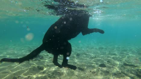 slow motion, black dog swim on surface of water and dives for stone to the seabed in sunlight. underwater shot. red sea, dahab, egypt