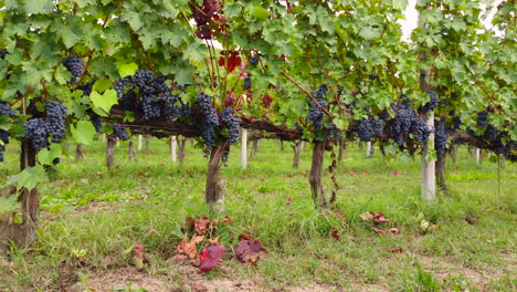 red grapes in viticulture vineyards cultivation