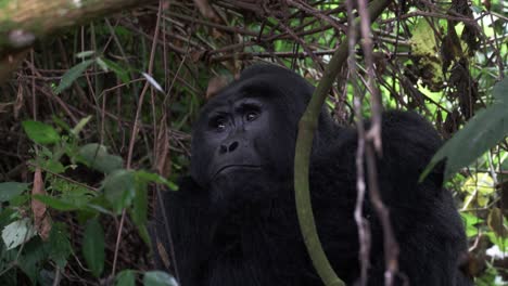 gorila de montaña de espalda plateada que habita en el denso bosque de uganda