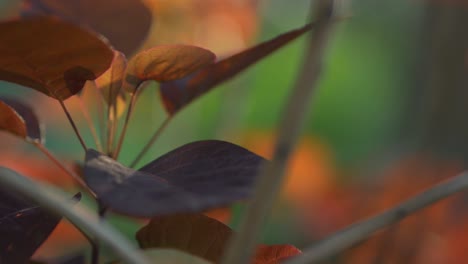 Illuminated-orange,-purple-leaves-swaying-in-the-wind,-extreme-closeup