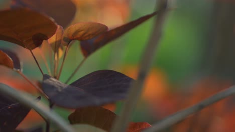 illuminated orange, purple leaves swaying in the wind, extreme closeup