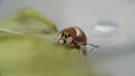 macro shot of lady beetle with one spot and shiny wings sitting on the edge of a leaf