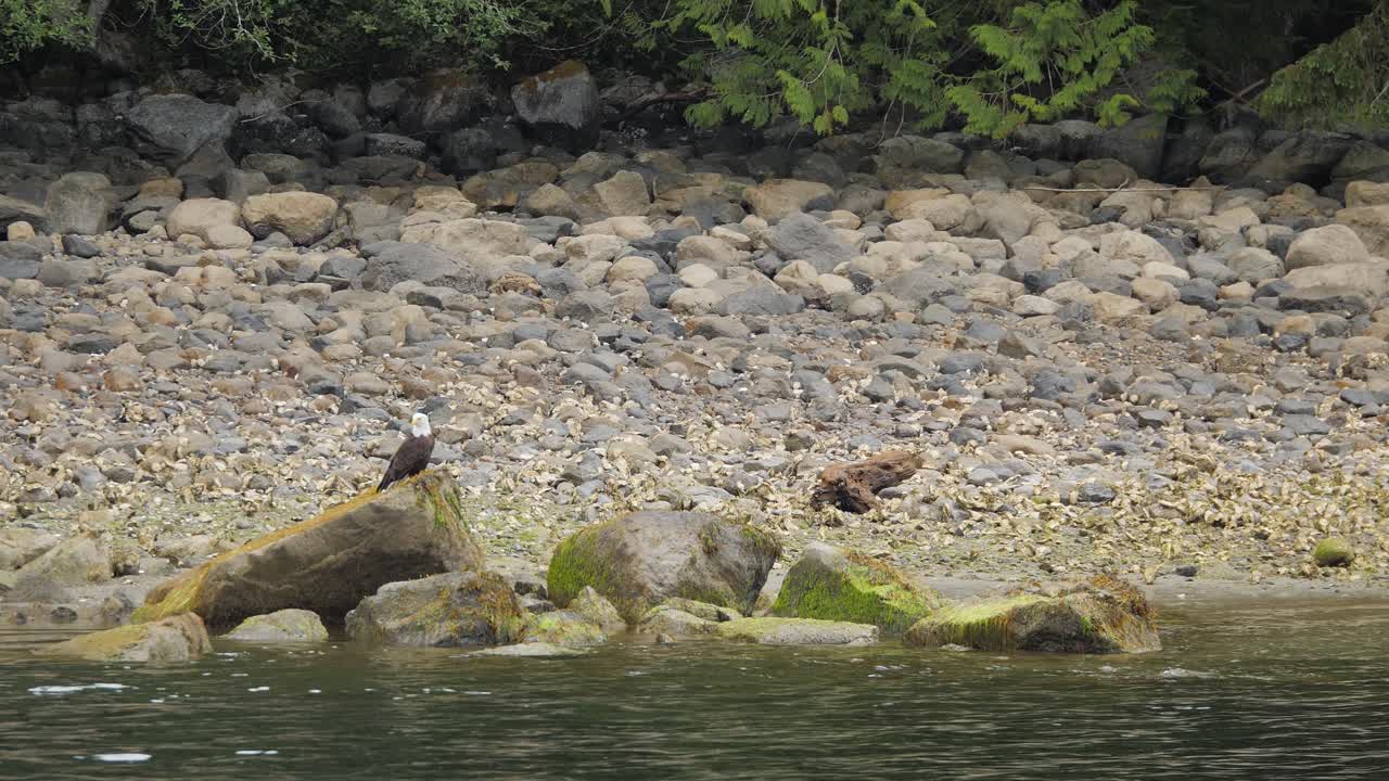 바위가 많은 해안선에 있는 독수리의 중간 슬로우 모션 샷