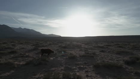 Aerial-view-of-wild-cow-grazing-in-Utah-desert,-USA