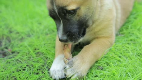 puppy chewing on a bone
