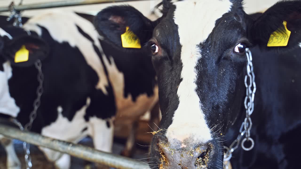 Milk cows in the cowshed. Black and white cows inside the barn. Dairy animals on the farm. Close-up.