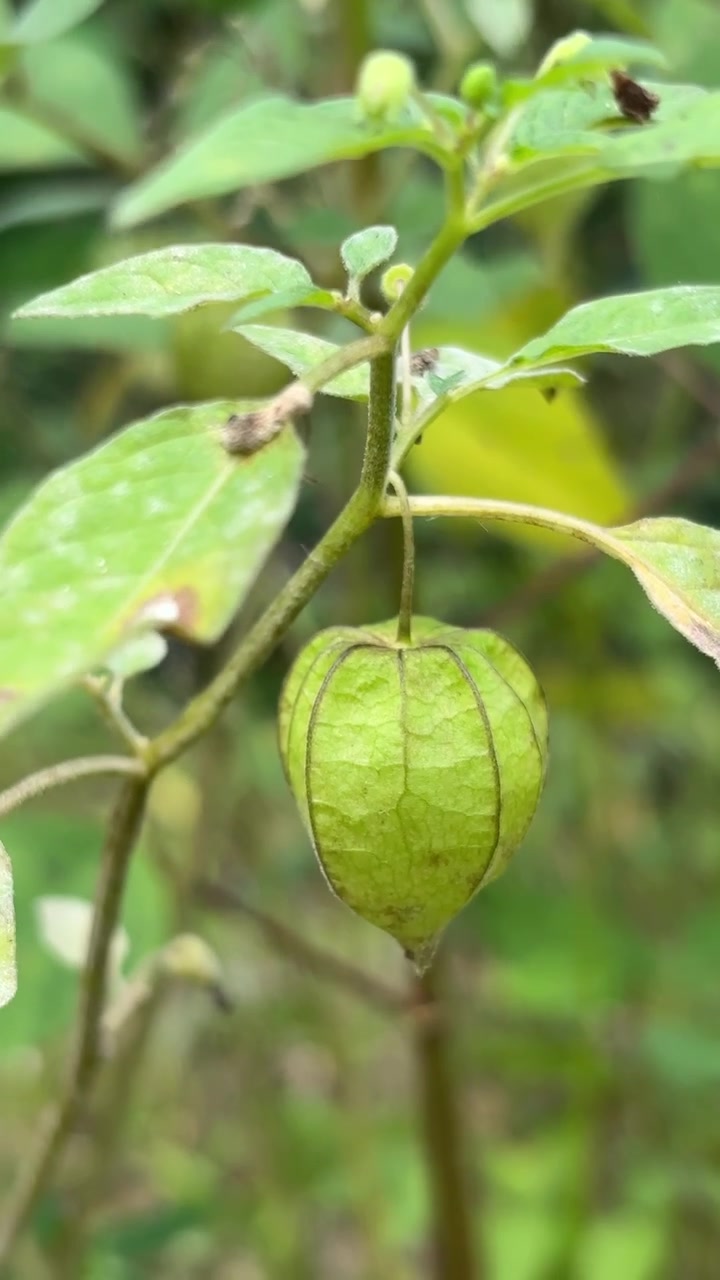 Close-up Buah Physalis Tunggal Menggantung di Tanaman