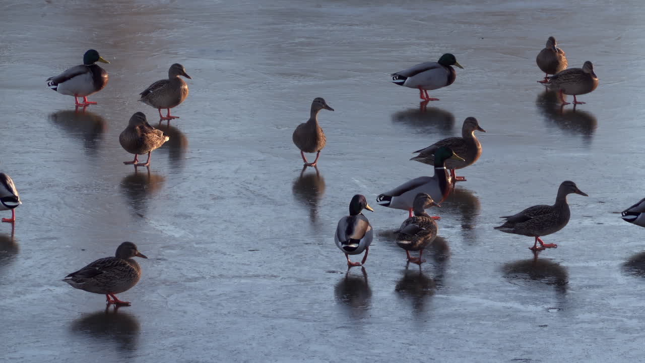 Close up of multiple ducks moving on a frozen lake