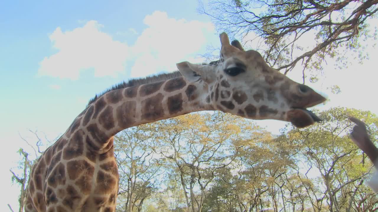 Una giraffa viene nutrita a mano in Africa.
