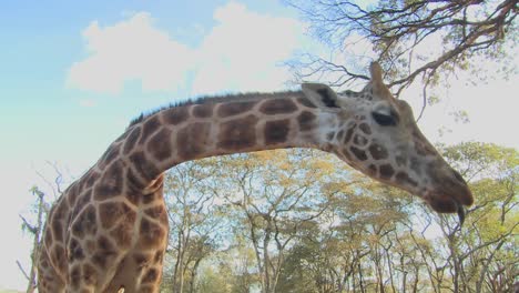 a giraffe is fed by hand in africa