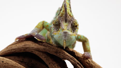 chameleon moves towards camera on tree branch isolated in front of white background - close up