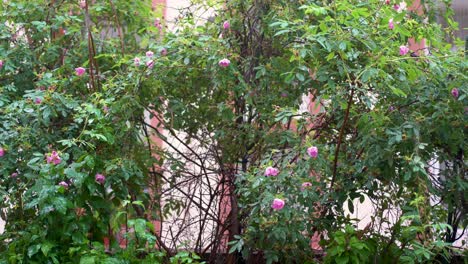 Lush-greenery-with-delicate-pink-flowers-after-rain,-leaves-glistening-with-water-droplets