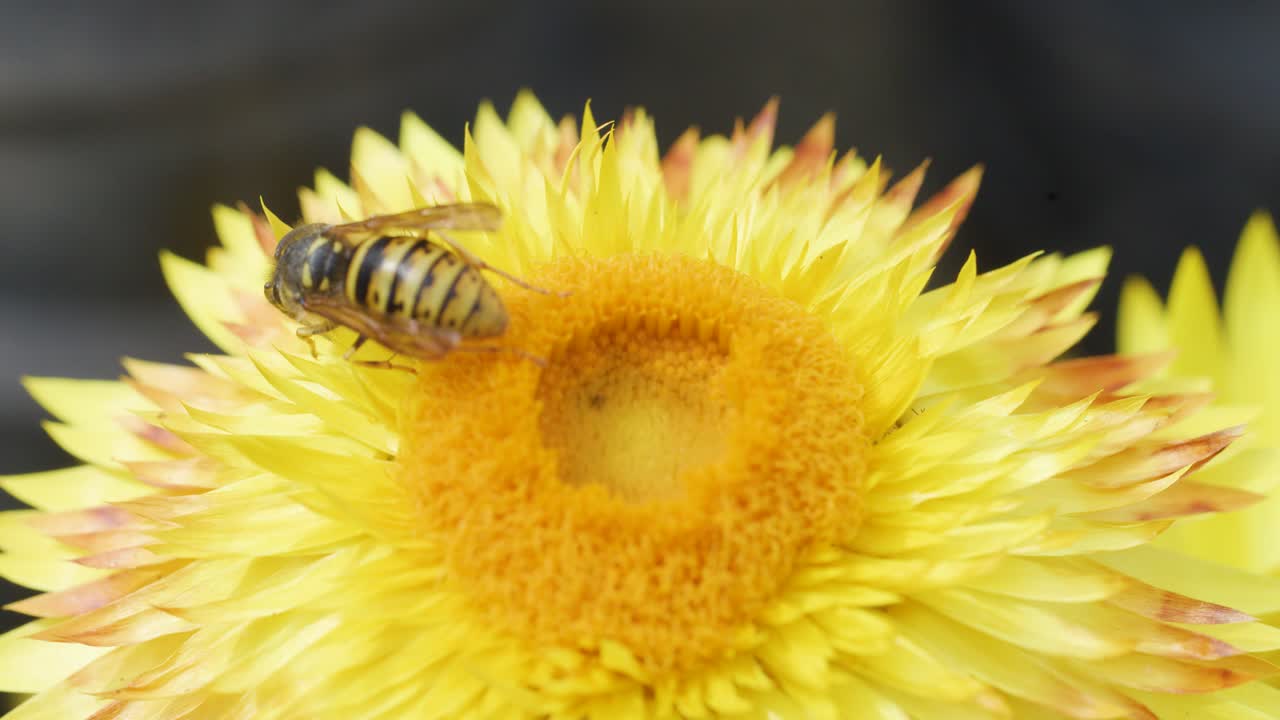A European hornet collects pollen from a vibrant yellow flower in bright natural light. Macro close-up highlights insect details and flower texture
