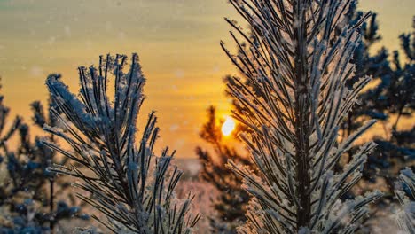 snow falling nature forest trees landscape on white sunny winter day mood. light and bright snow cold time, video loop, cinemagraph. video loop