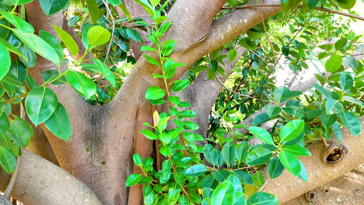 Close-up of vibrant tree branches with lush green leaves under bright sunlight in a serene park setting