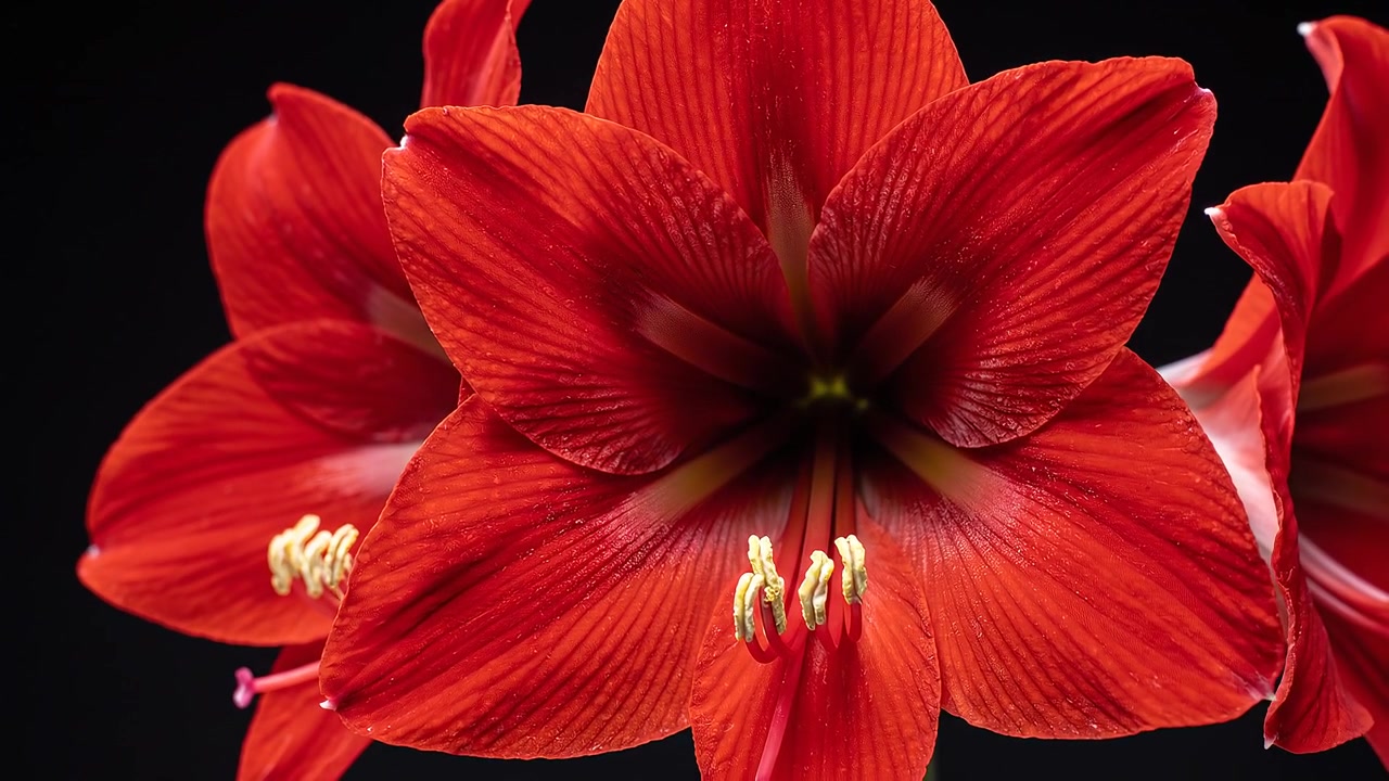 Fiori di amaryllis rosso vibrante isolati su sfondo nero