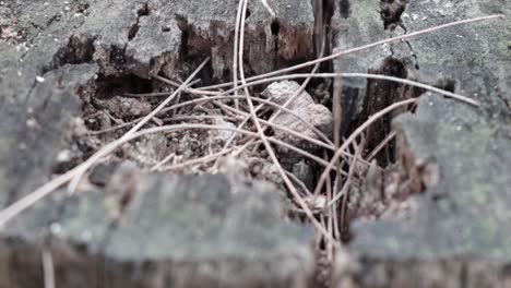 Decaying-tree-stump-in-closeup