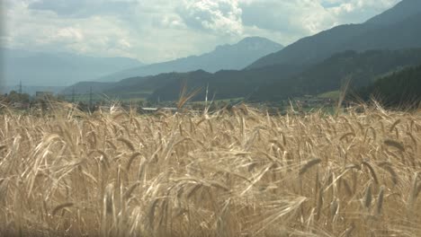 malerische landschaft eines im wind wehenden weizenfeldes mit bergen und einem bewölkten himmel im hintergrund