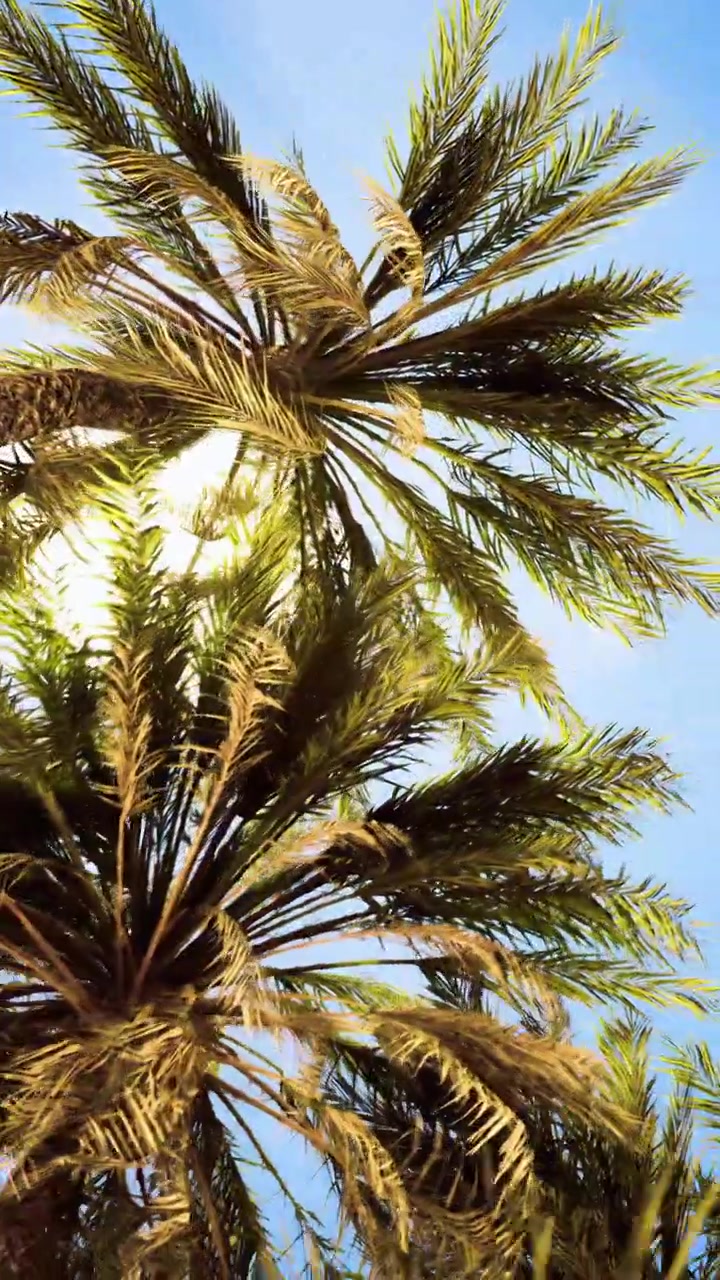 Looking up at tall palm trees under bright sun in blue sky