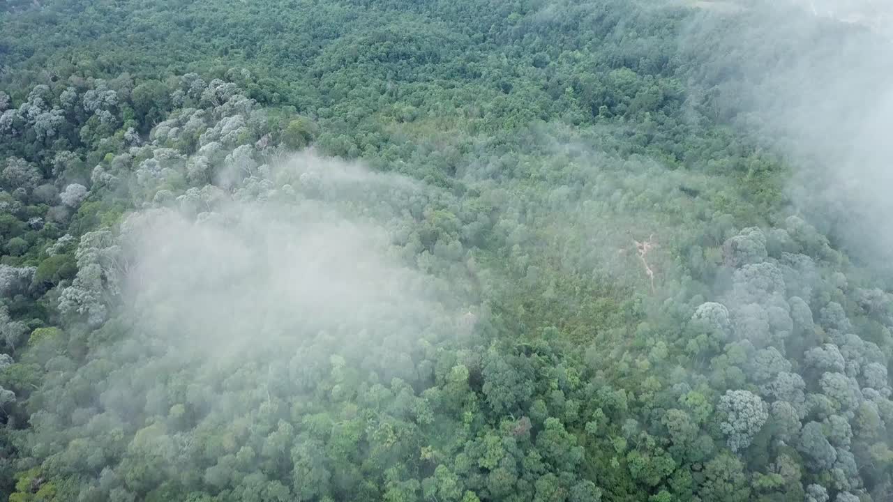 vista aérea de la nube y el día brumoso sobre los árboles