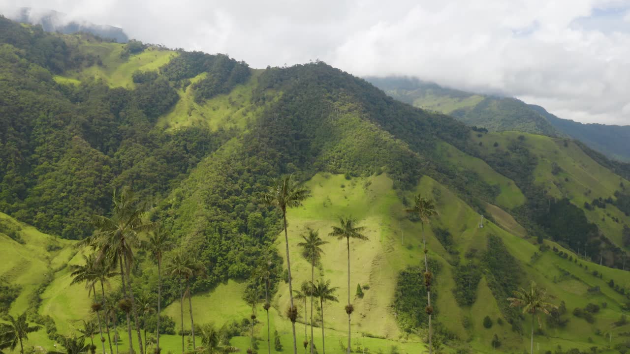 Tomada aérea de estabelecimento de palmeiras de cera no famoso Vale do Cocora na Colômbia.