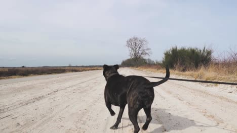 black dog walking on a country road