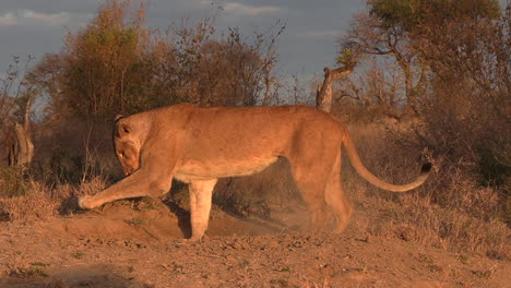 A-lioness-trying-to-dig-a-warthog-from-its-burrow